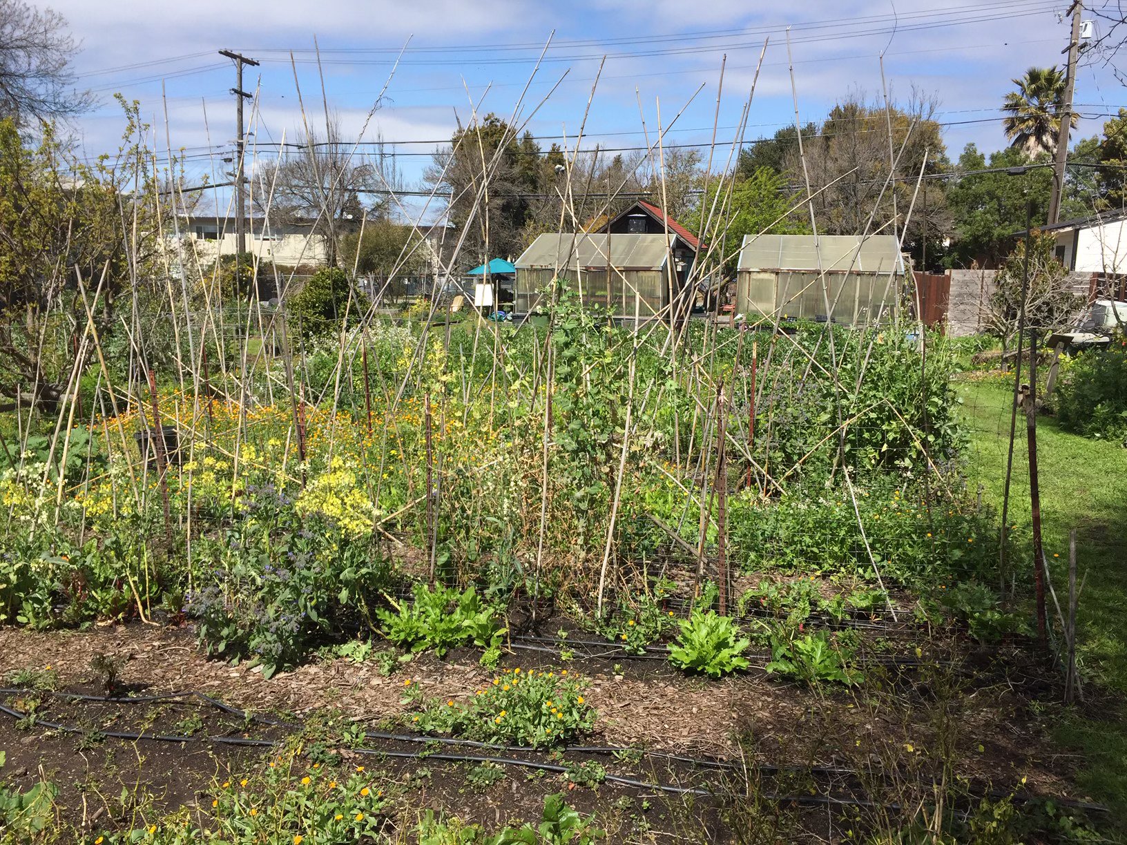 Panoramic view of Bancroft Community Garden with greenhouses and blooming plots