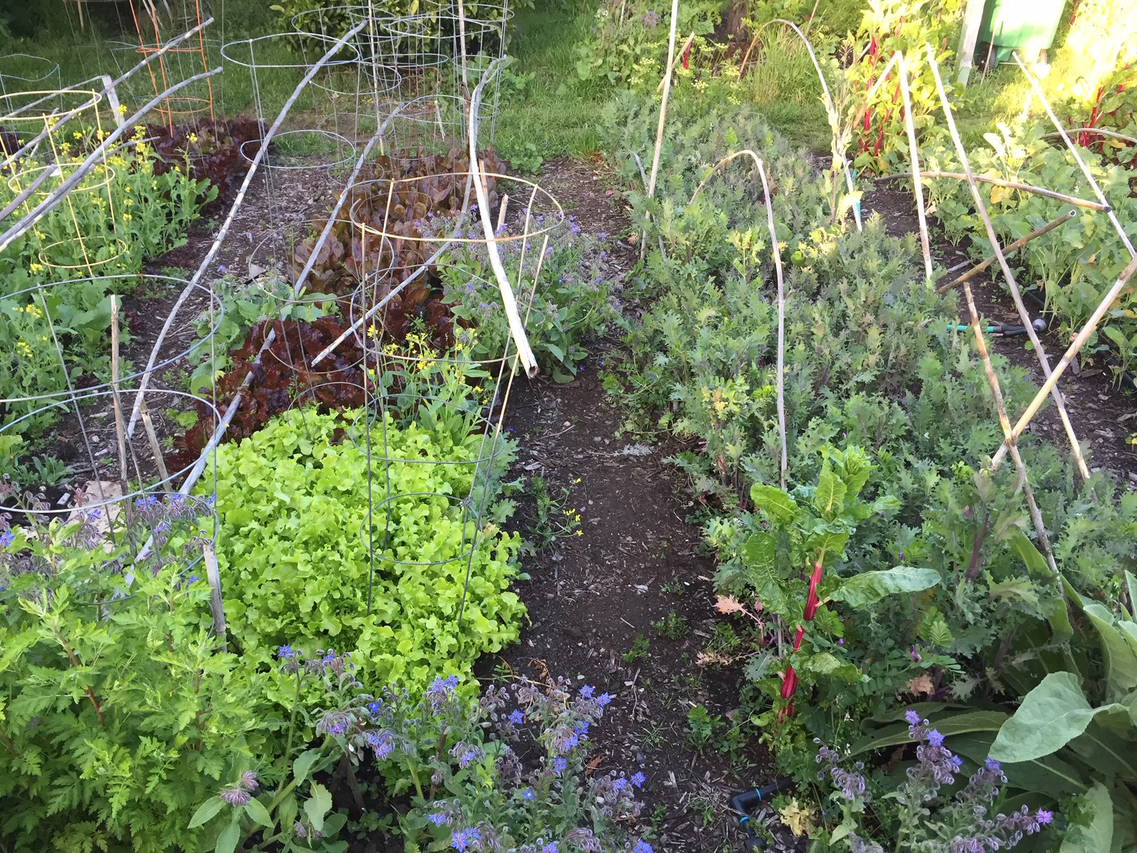 Overhead view of garden plots with diverse vegetables and flowers