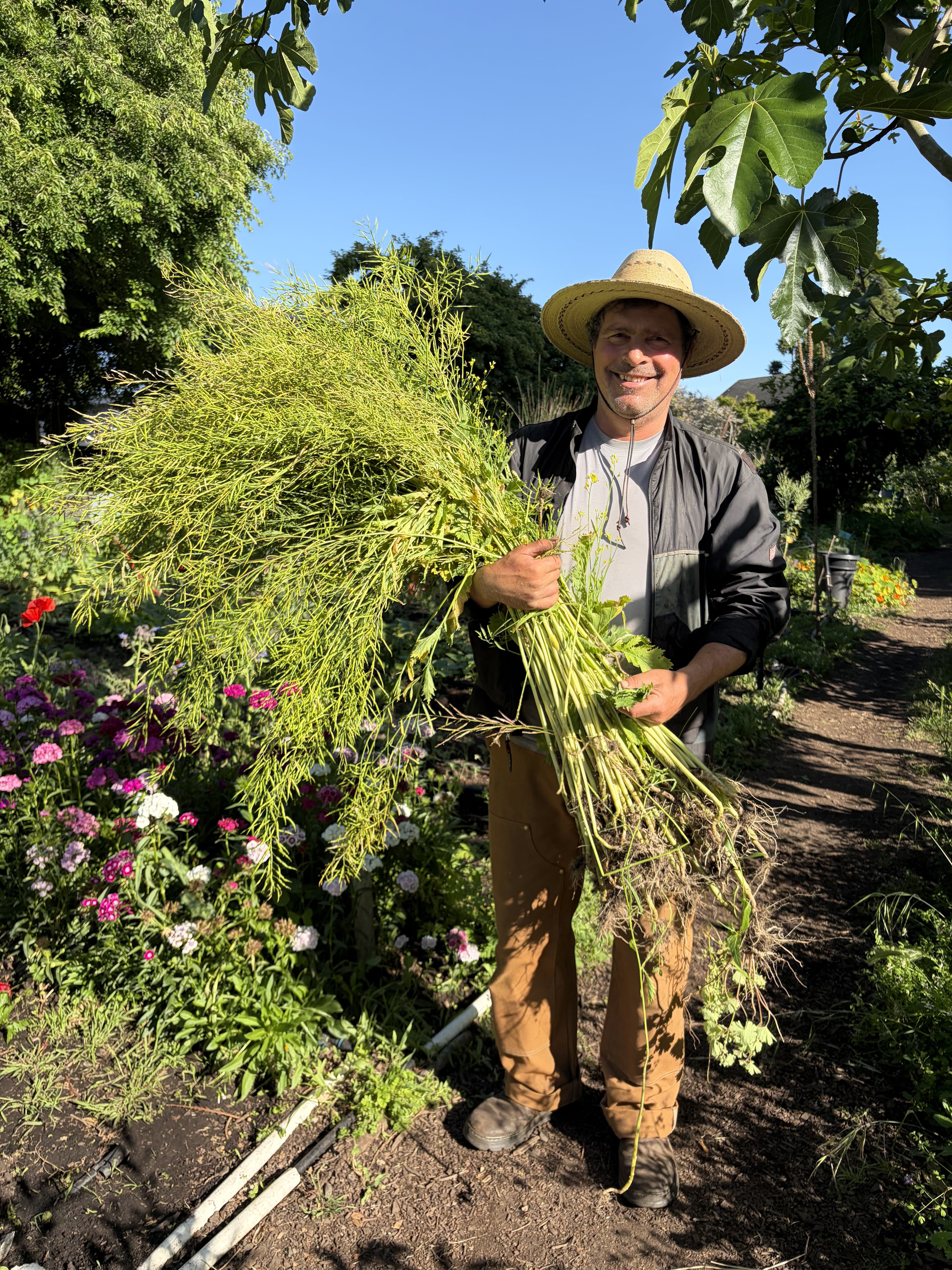 Gardener holding a harvest of fresh greens at Bancroft Community Garden