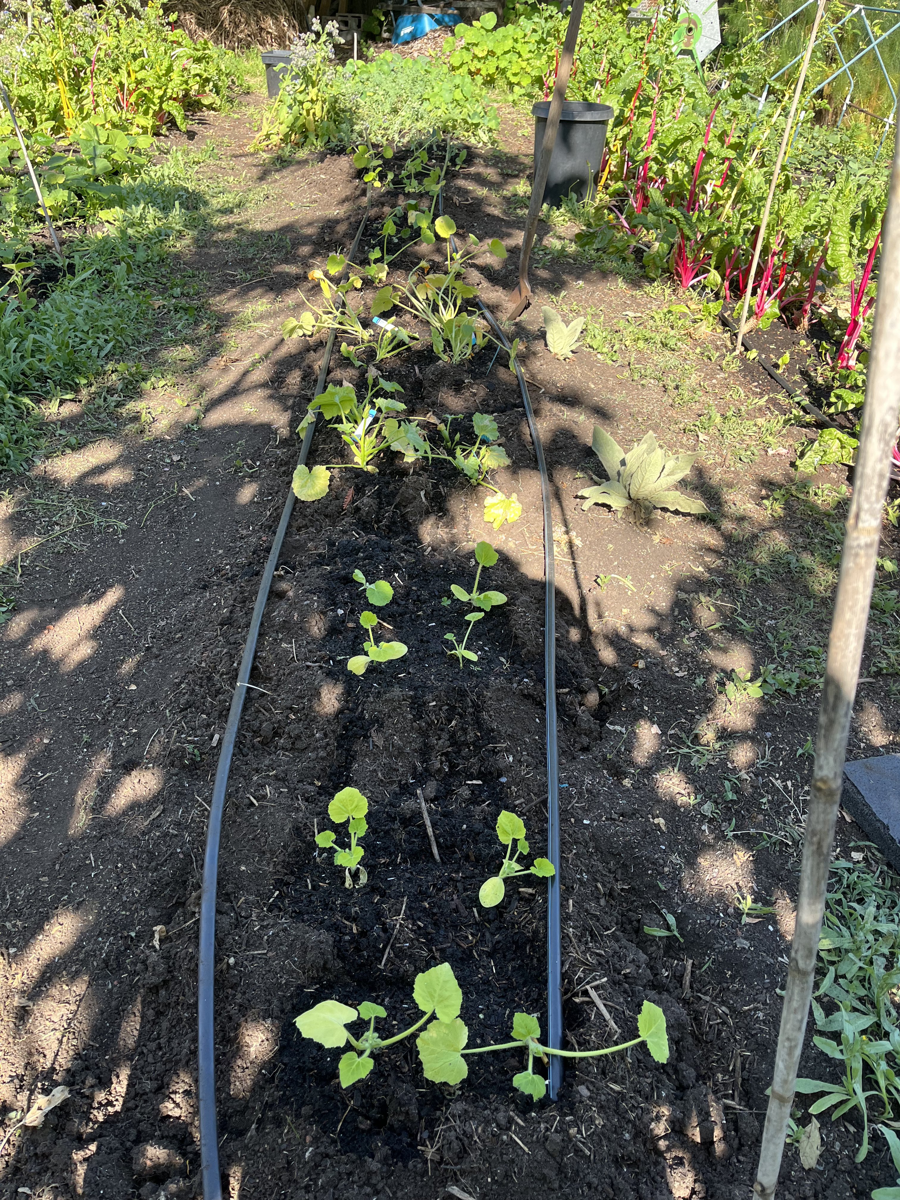 Young seedlings growing in a garden bed with irrigation