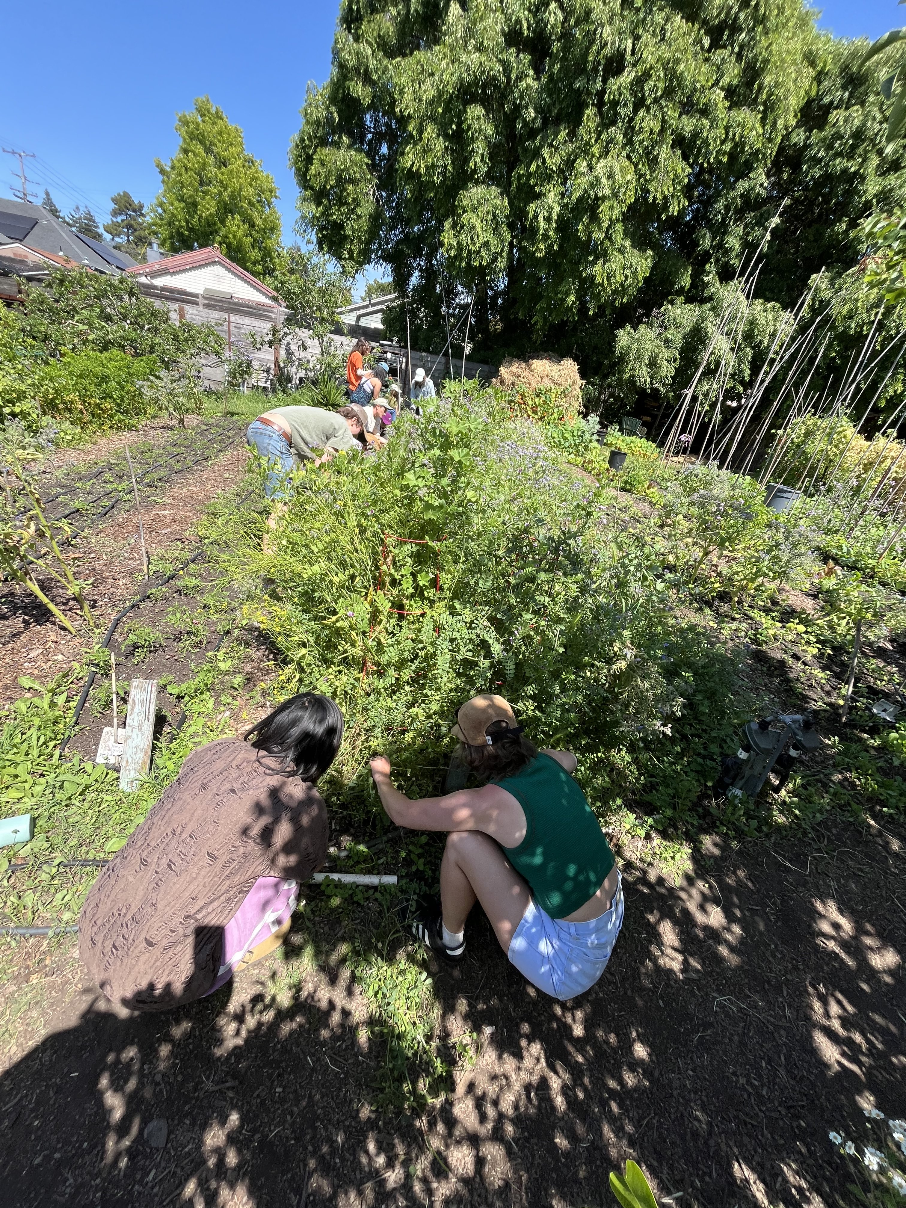 Volunteers tending plants in the garden